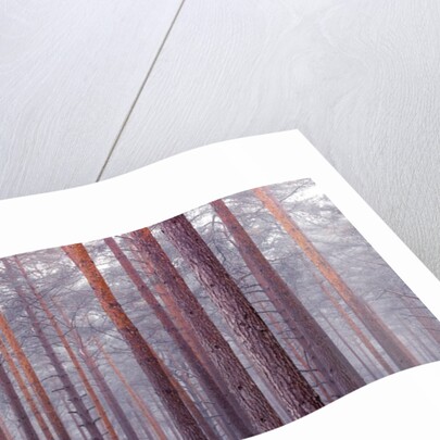 Tree trunks by Assaf Frank